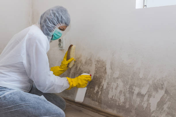 Best Black Mold Remediation in Mbria, CA