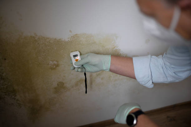 Best Residential Mold Remediation in Mbria, CA
