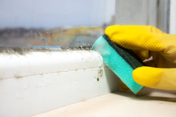 Best White Mold Remediation in Mbria, CA