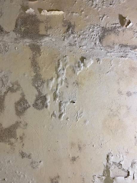Best Industrial Mold Remediation in Mbria, CA