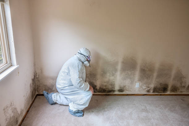 Best Bathroom Mold Remediation in Mbria, CA