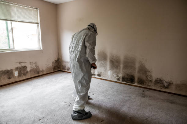 Reliable Cambria, CA Mold Remediation Solutions