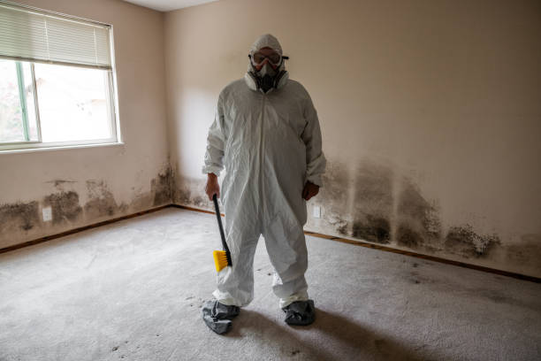 Best DIY Mold Remediation Support Services in Mbria, CA
