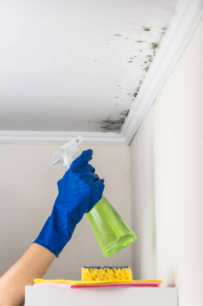 Best Kitchen Mold Remediation in Mbria, CA