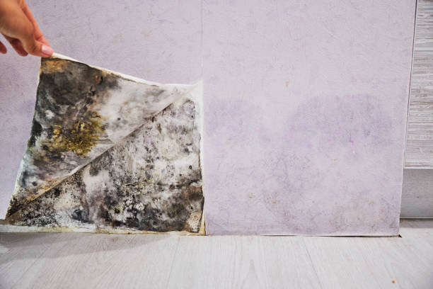 Best Commercial Mold Remediation in Mbria, CA